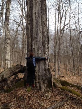 dave_big_maple.jpg thumbnail