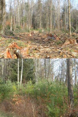 dave_land.jpg thumbnail