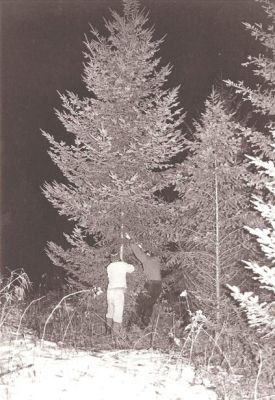 dave_xmas_tree.jpg thumbnail