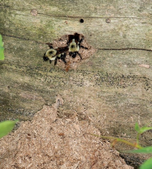 Bumblebees deadwood
