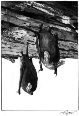 debris_bats_web.jpg thumbnail