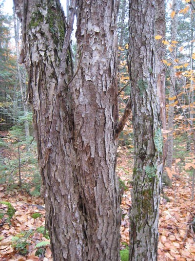 Dec0409_contest_pic400_2.jpg Image