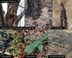 December nature thumbnail