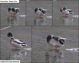 December ducks thumbnail