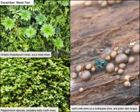 December Week Two thumbnail