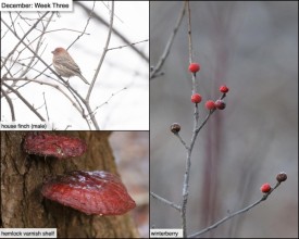 December week three thumbnail