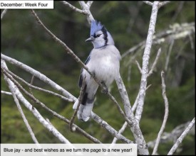 Blue jay thumbnail