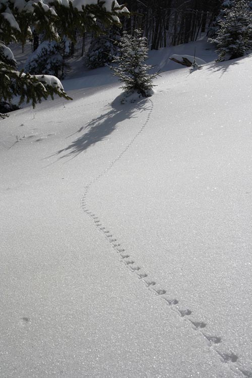 Deer-Mouse-Tracks-in-Snow.jpg