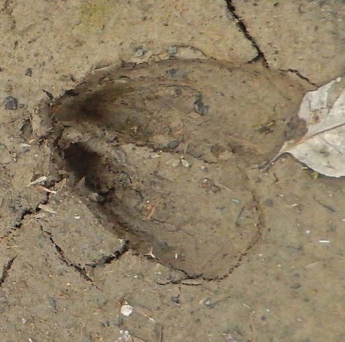 Deer hoofprint