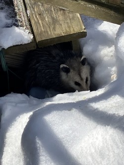 Backyard visitor Photo: Paul Dick