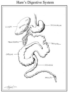 digestive_web.jpg thumbnail
