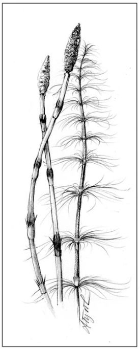 dinosaurpix_600.jpg thumbnail