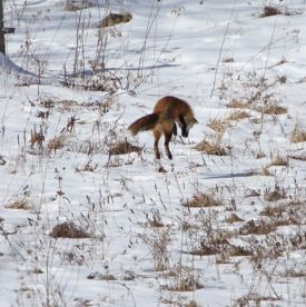 discoveries_fox2.jpg thumbnail