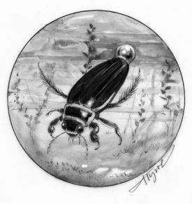 Diving_Beetle_web.jpg thumbnail