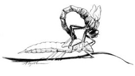 dragonfly_cropped.jpg thumbnail