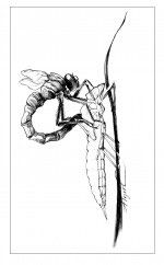 dragonfly_emergence_thumb.jpg thumbnail