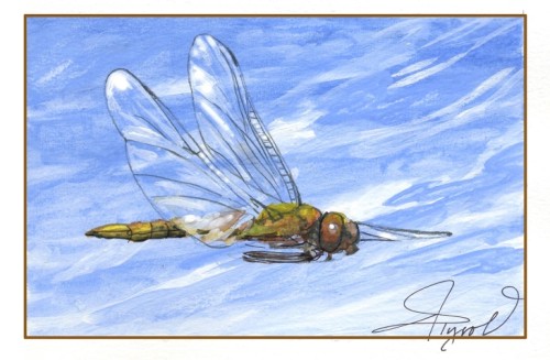 Dragonfly migration