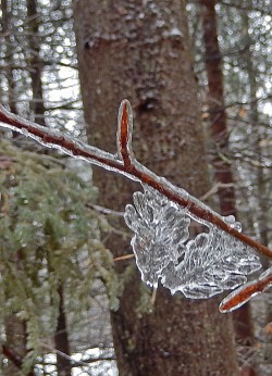 dscn7968_ice_spruce.jpg