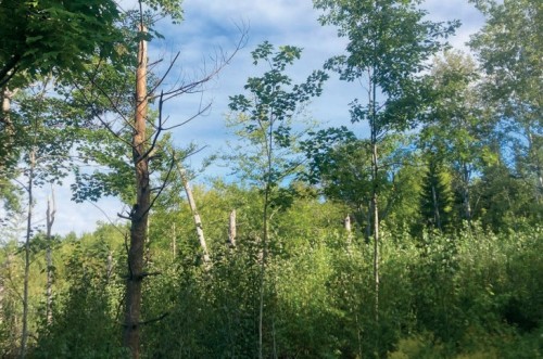 Early successional forest