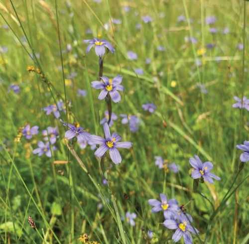 Eastern blue eyed grass