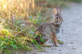 Eastern cottontail thumbnail