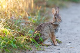 Eastern cottontail thumbnail