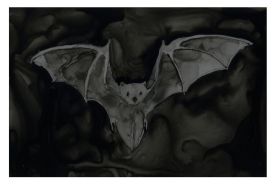 Eastern red bat thumbnail