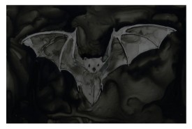 Eastern red bat thumbnail