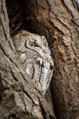 eastern_screech.jpg thumbnail