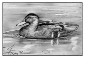 Eclipse plumage thumbnail