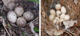 Woodcock vs Grouse eggs thumbnail