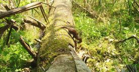 EK000049_mink_header.jpg thumbnail