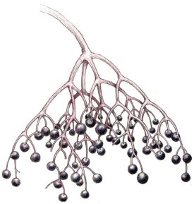 elderberry_web.jpg thumbnail