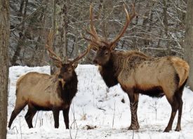 Elk thumbnail