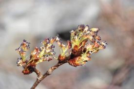 Elm_flowers.jpg thumbnail