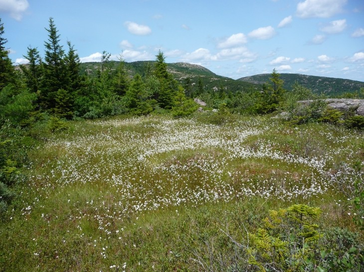 Cottongrass colony