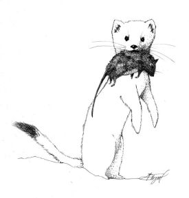 Ermine_web.jpg thumbnail