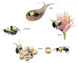 Bee lifecycle thumbnail