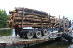Island Logging Photo: Ross Caron