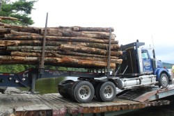 Island Logging Photo: Ross Caron