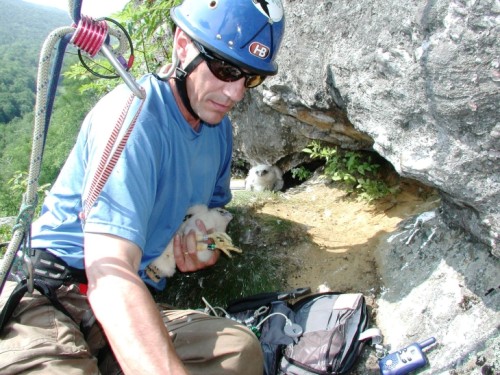 Falcon banding