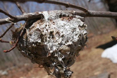 Feb0510_contest_pic_400.jpg Image