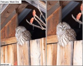 February nature thumbnail