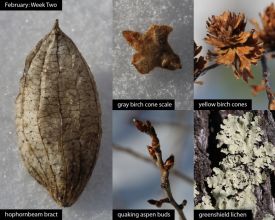 february-week-two-2026.jpg thumbnail