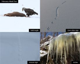 February nature thumbnail