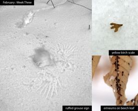 february_week_3_25_new.jpg thumbnail