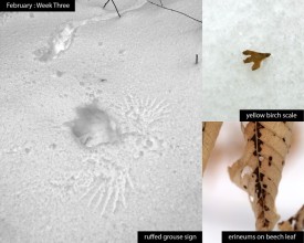 february_week_3_25_new.jpg thumbnail