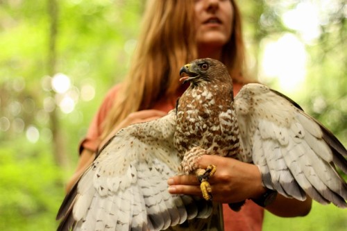 Broadwing hawk