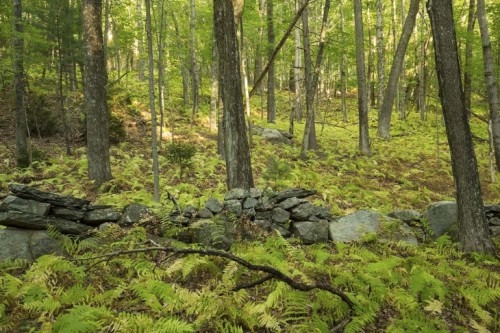 Hay scented fern understory