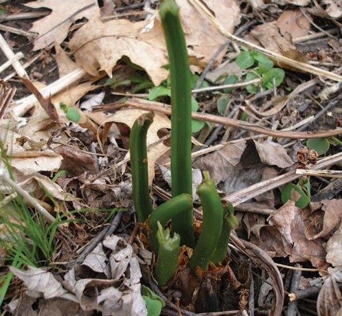 Fiddleheads
